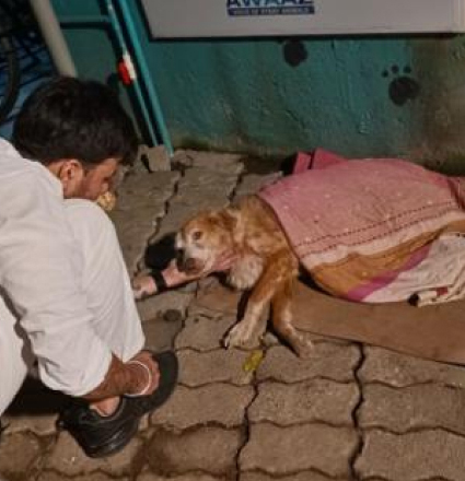 A man providing shelter to a street dog