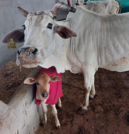 A cow and a calf in a field