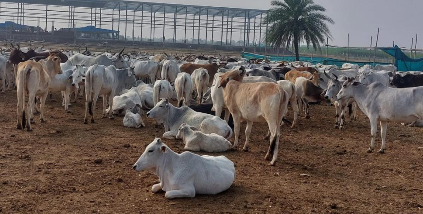 Cattle in the field