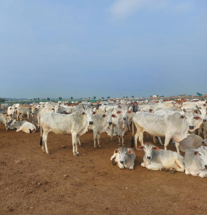 Cattle in the field