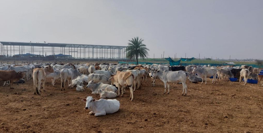 Cattle in the field