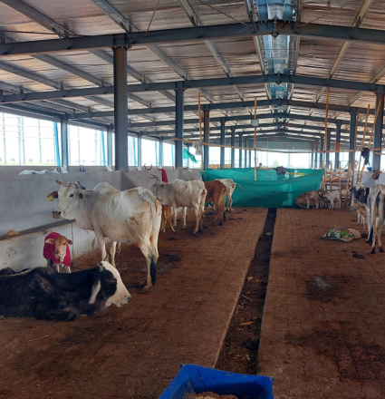 Cattle being fed in a covered shed