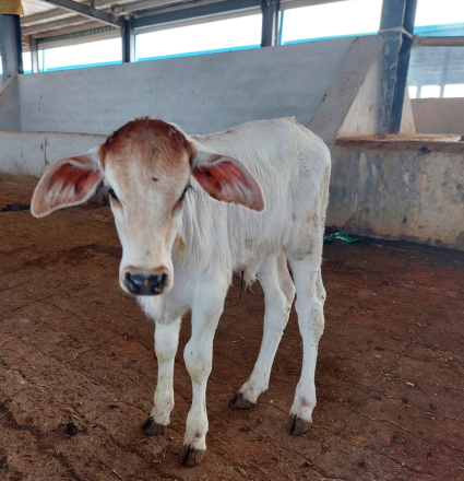 A calf standing in a covered shed